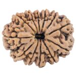 12 Mukhi Rudraksha 32.1mm 7.69gm - Rudraksha