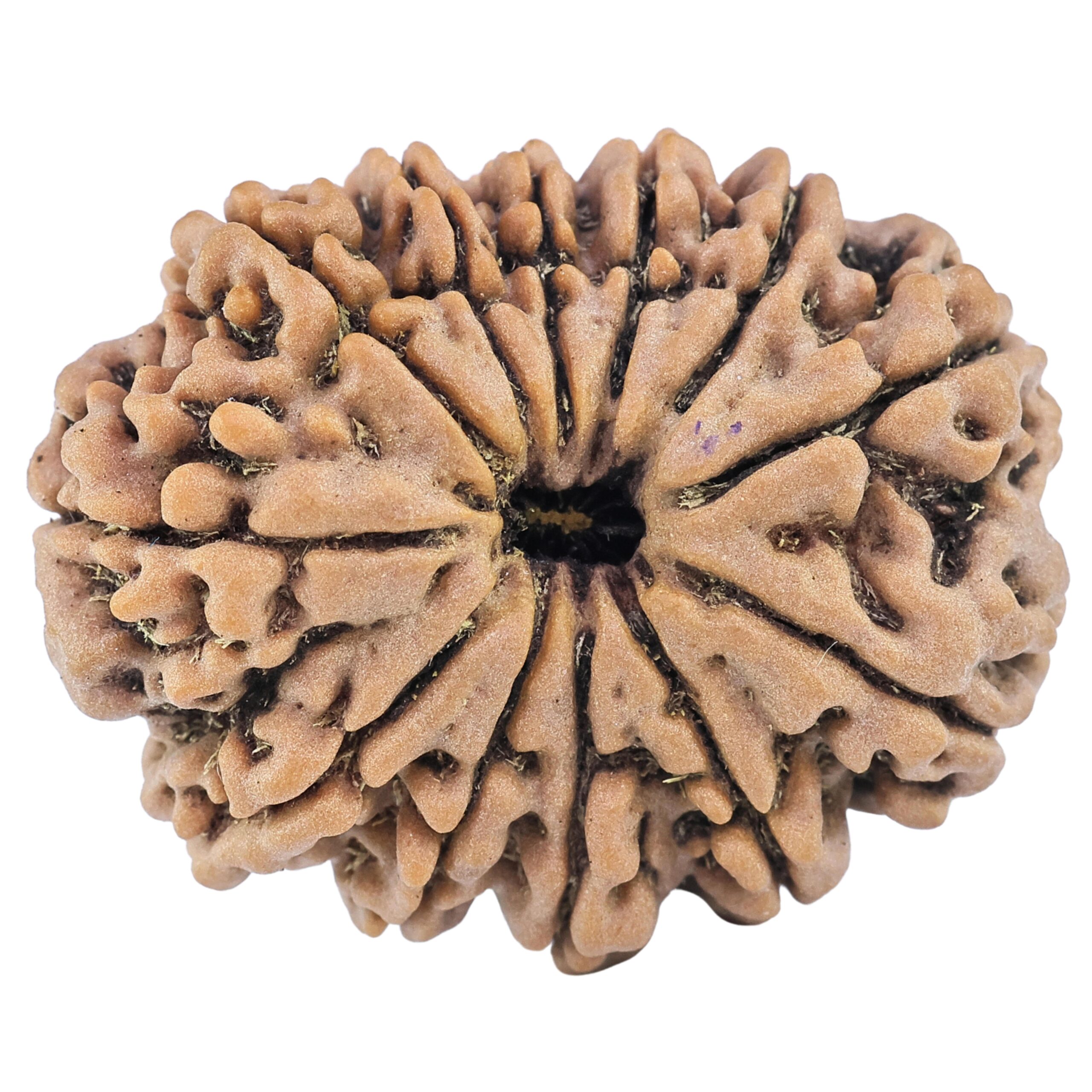 12 Mukhi Rudraksha 32.1mm 7.69gm - Rudraksha