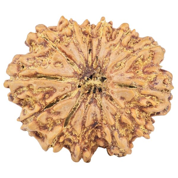 13 Mukhi Rudraksha 30.6mm 6.3gm - Rudraksha