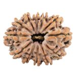 12 Mukhi Rudraksha 31.3mm 5.82gm - Rudraksha