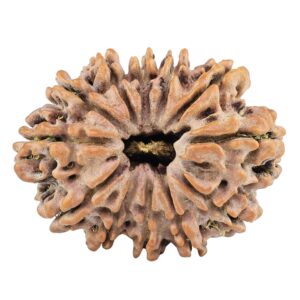 12 Mukhi Rudraksha 31.3mm 5.82gm - Rudraksha
