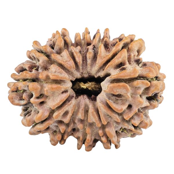 12 Mukhi Rudraksha 31.3mm 5.82gm - Rudraksha