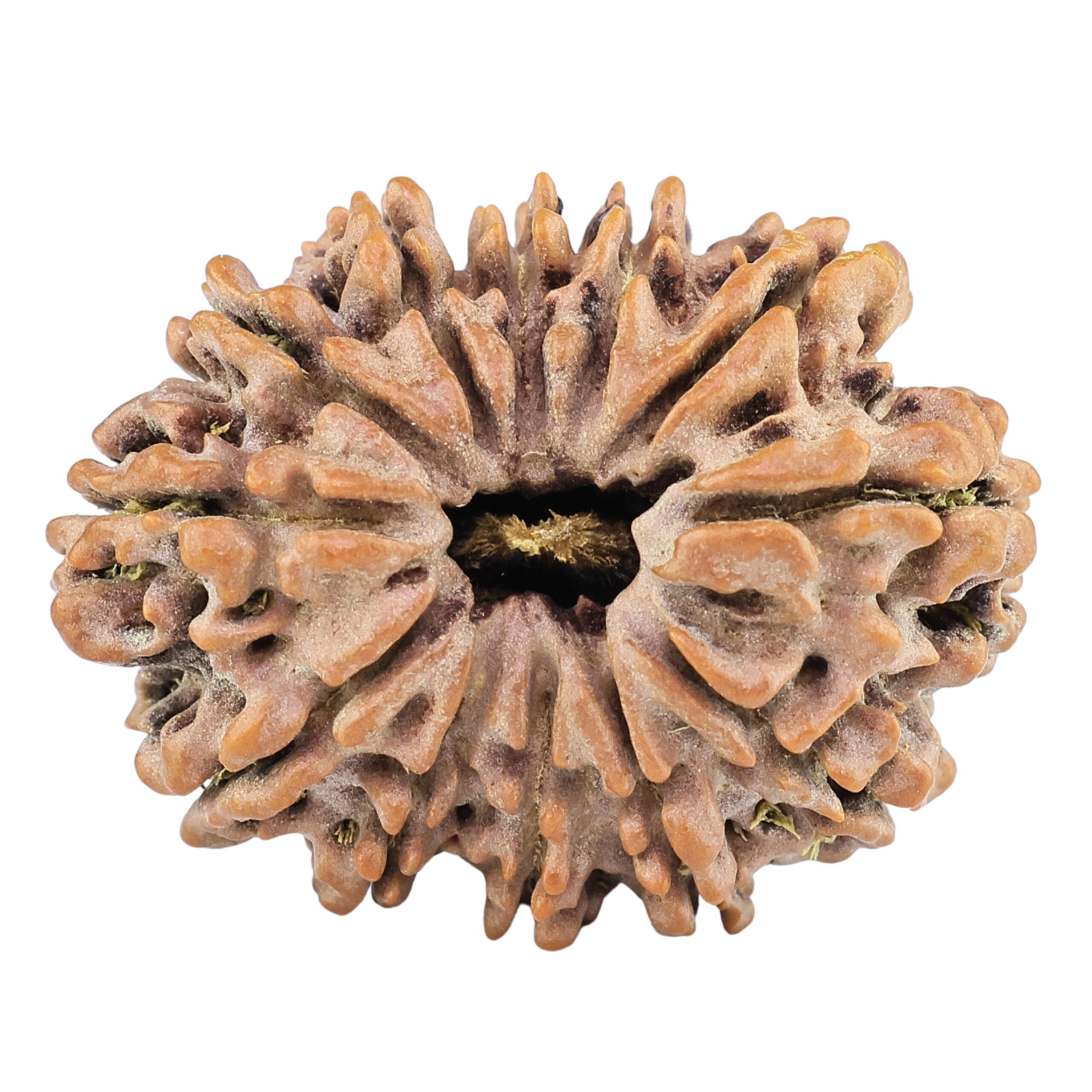 12 Mukhi Rudraksha 31.3mm 5.82gm - Rudraksha