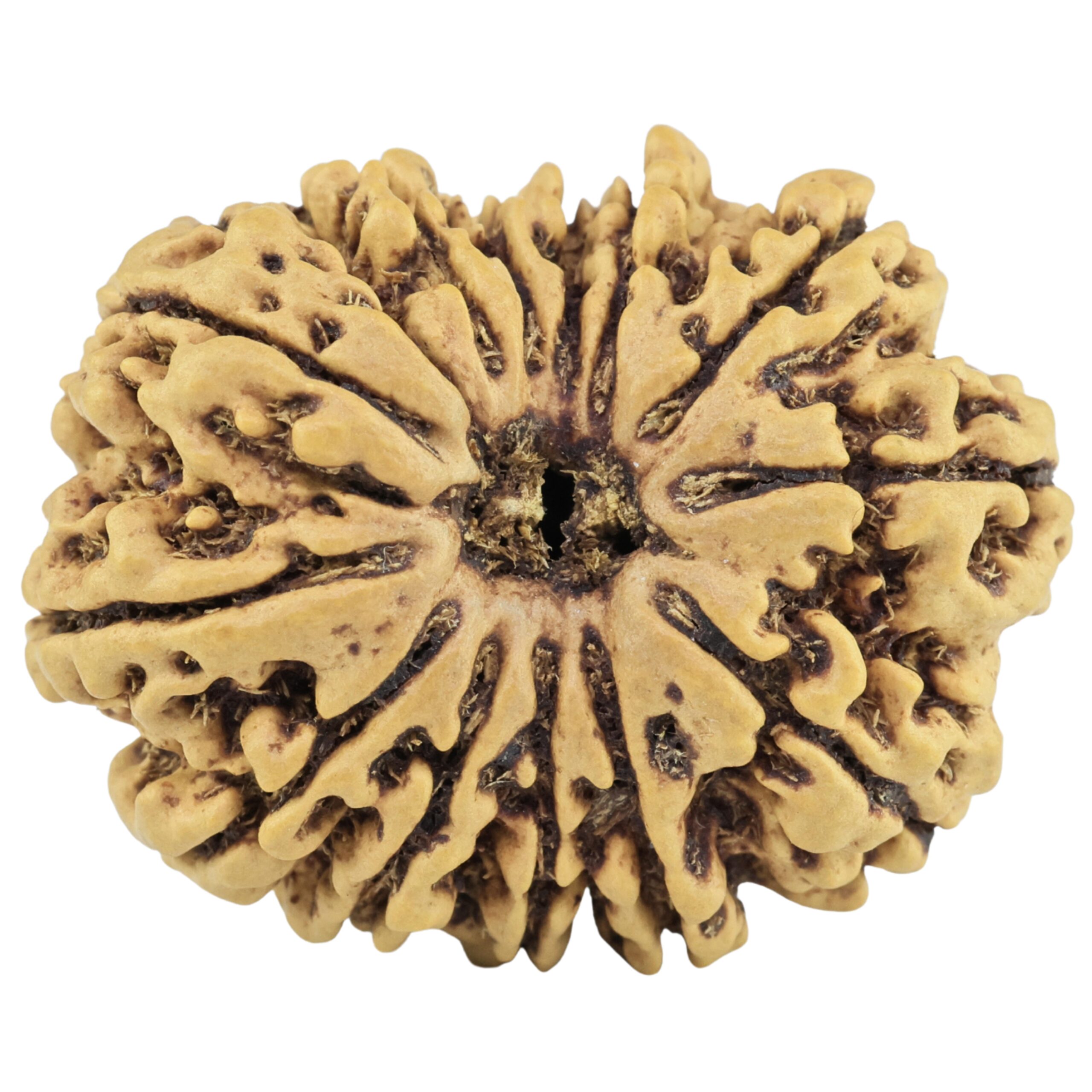 13 Mukhi Rudraksha 29.2mm 4.63gm - Rudraksha