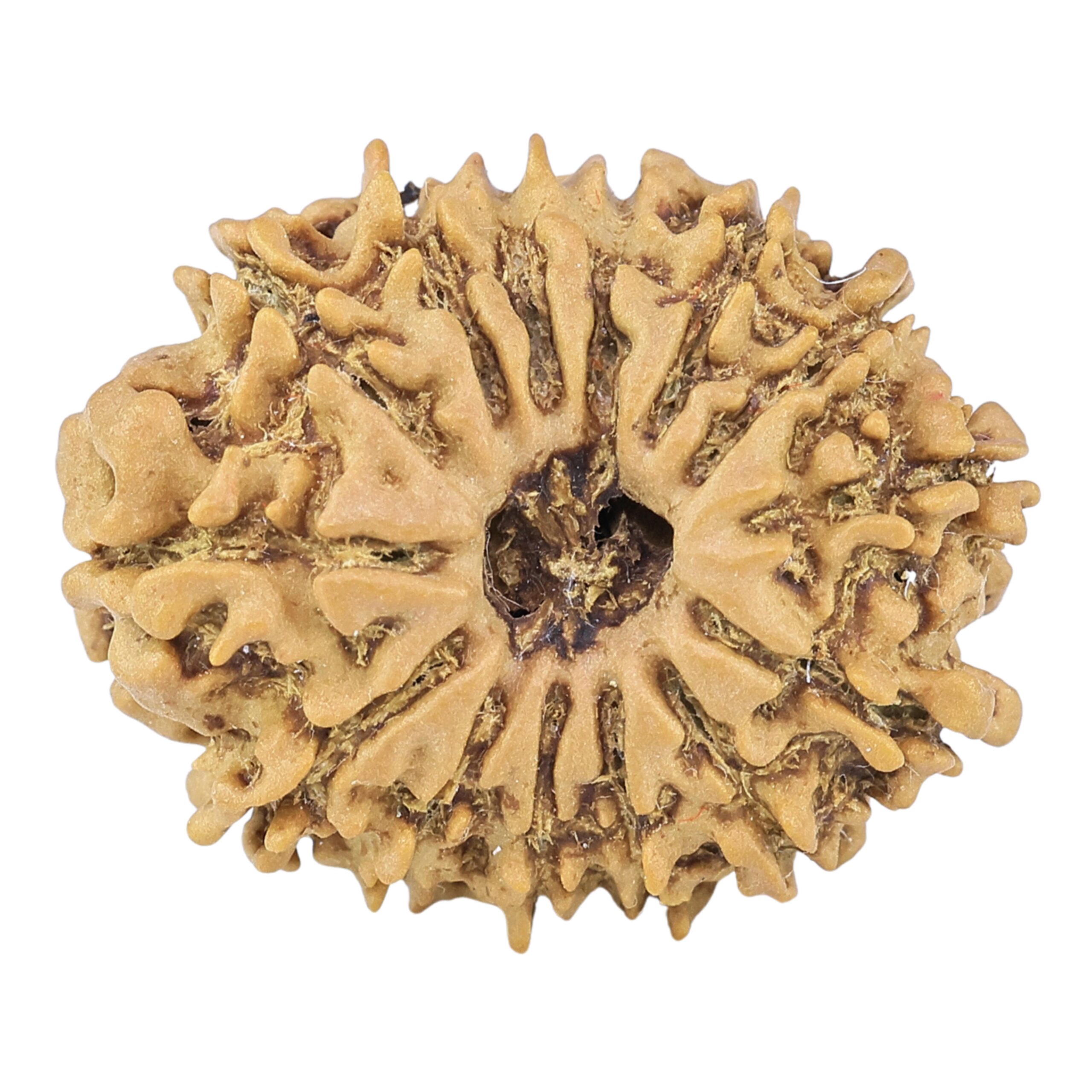 14 Mukhi Rudraksha 22.1mm 2.22gm - Rudraksha