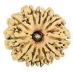 12 Mukhi Rudraksha 27.7mm 3.64gm - Rudraksha
