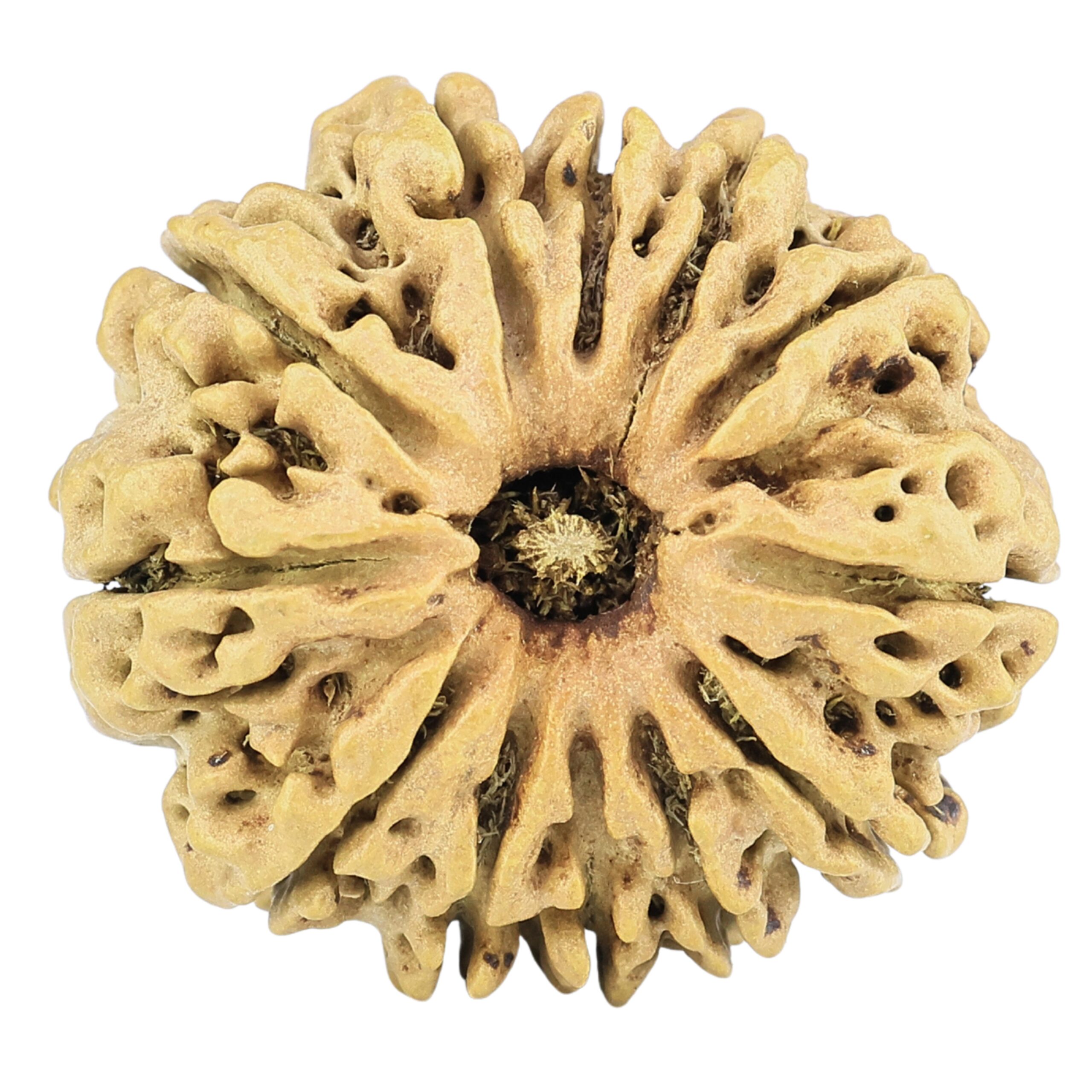 12 Mukhi Rudraksha 27.7mm 3.64gm - Rudraksha