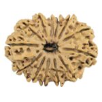 13 Mukhi Rudraksha 30.2mm 4.55gm - Rudraksha