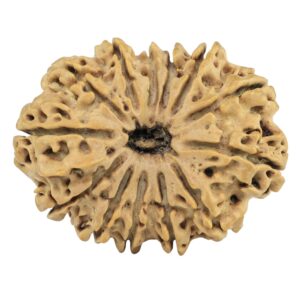 13 Mukhi Rudraksha 30.2mm 4.55gm - Rudraksha