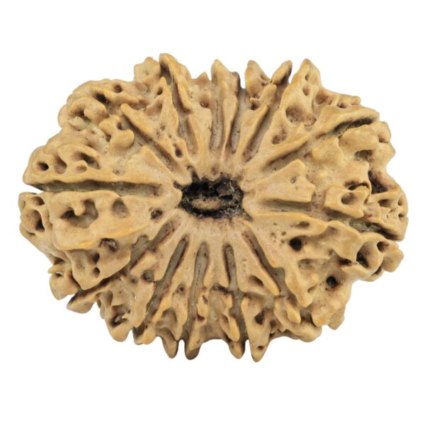 13 Mukhi Rudraksha 30.2mm 4.55gm - Rudraksha