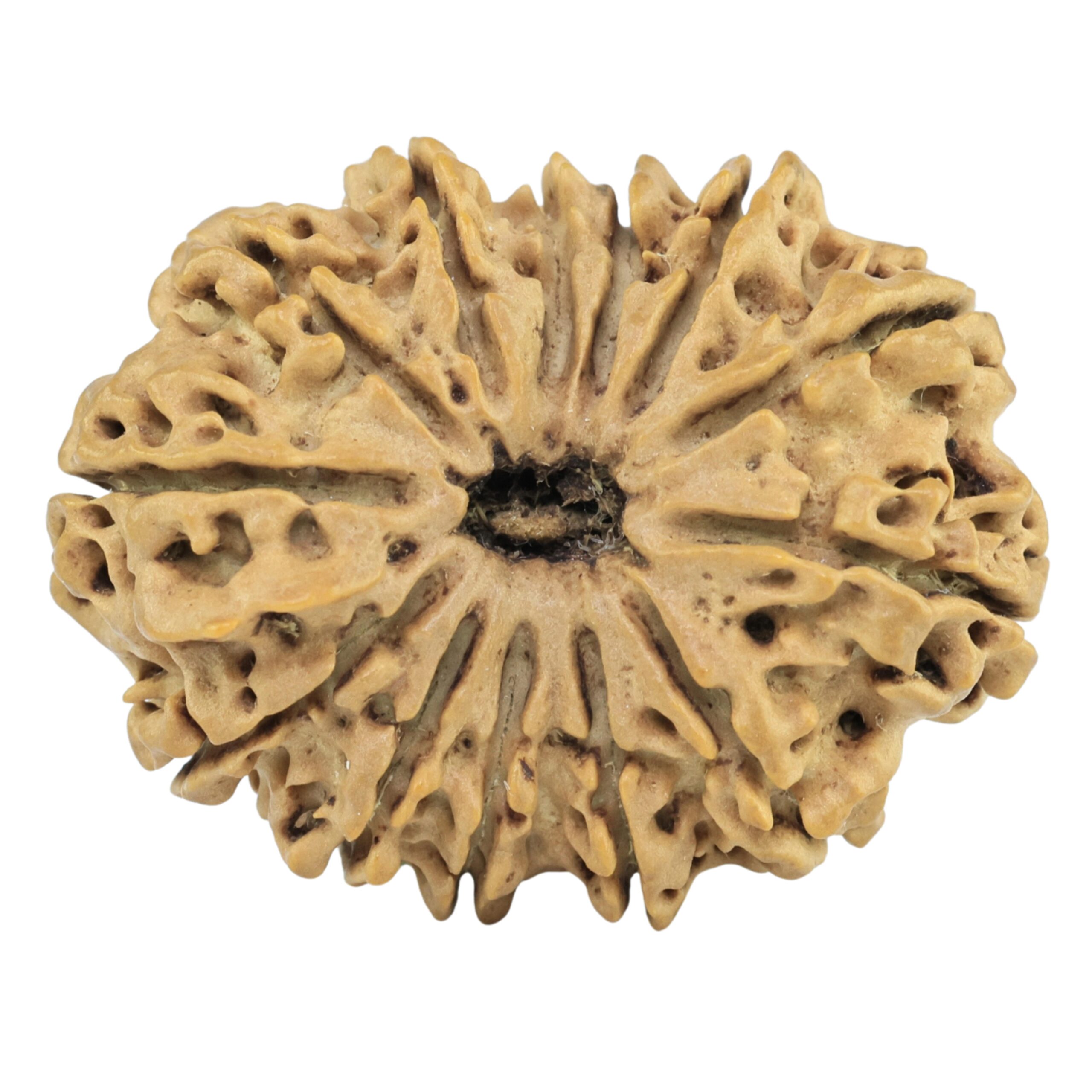 13 Mukhi Rudraksha 30.2mm 4.55gm - Rudraksha