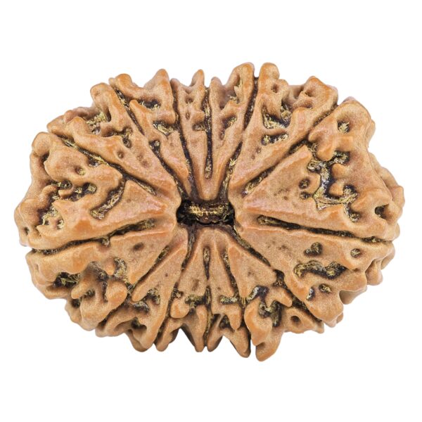 13 Mukhi Rudraksha 33mm 7.08gm - Rudraksha