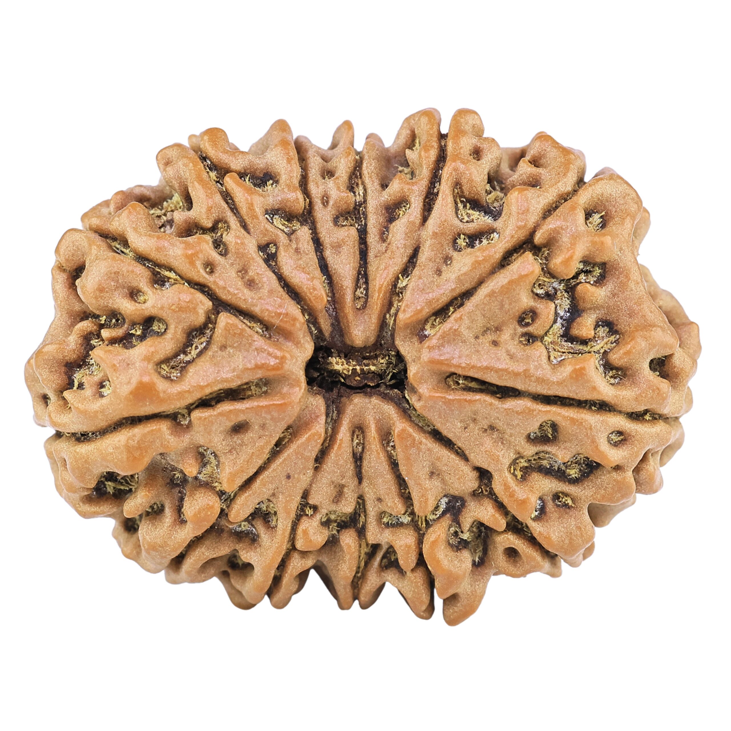 13 Mukhi Rudraksha 33mm 7.08gm - Rudraksha