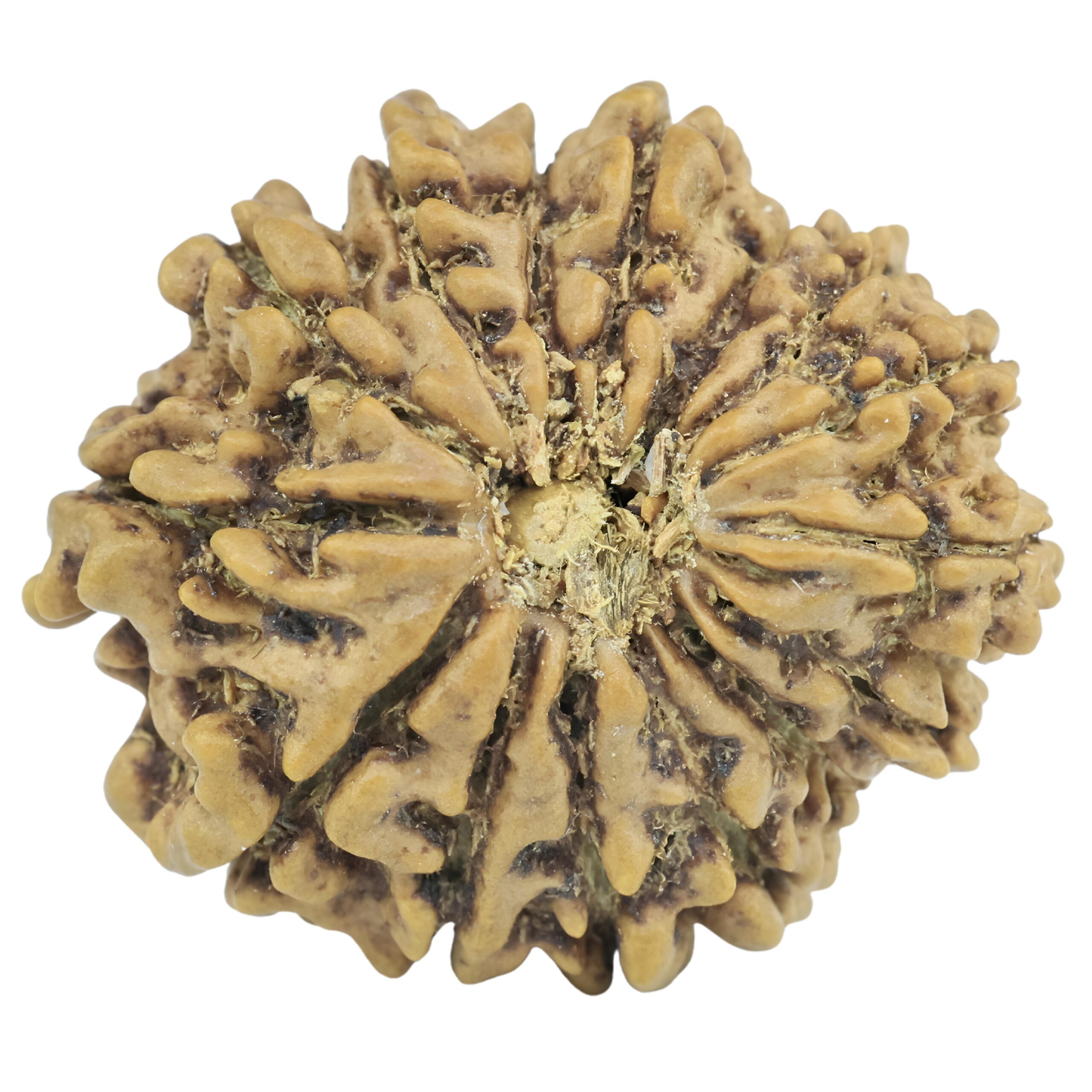 15 Mukhi Rudraksha 23.1mm 2.73gm - Rudraksha