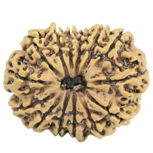 14 Mukhi Rudraksha 28.4mm 4.06gm - Rudraksha