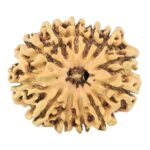 12 Mukhi Rudraksha 27.2mm 2.77gm - Rudraksha