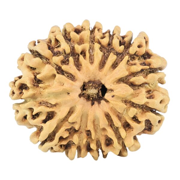 12 Mukhi Rudraksha 27.2mm 2.77gm - Rudraksha