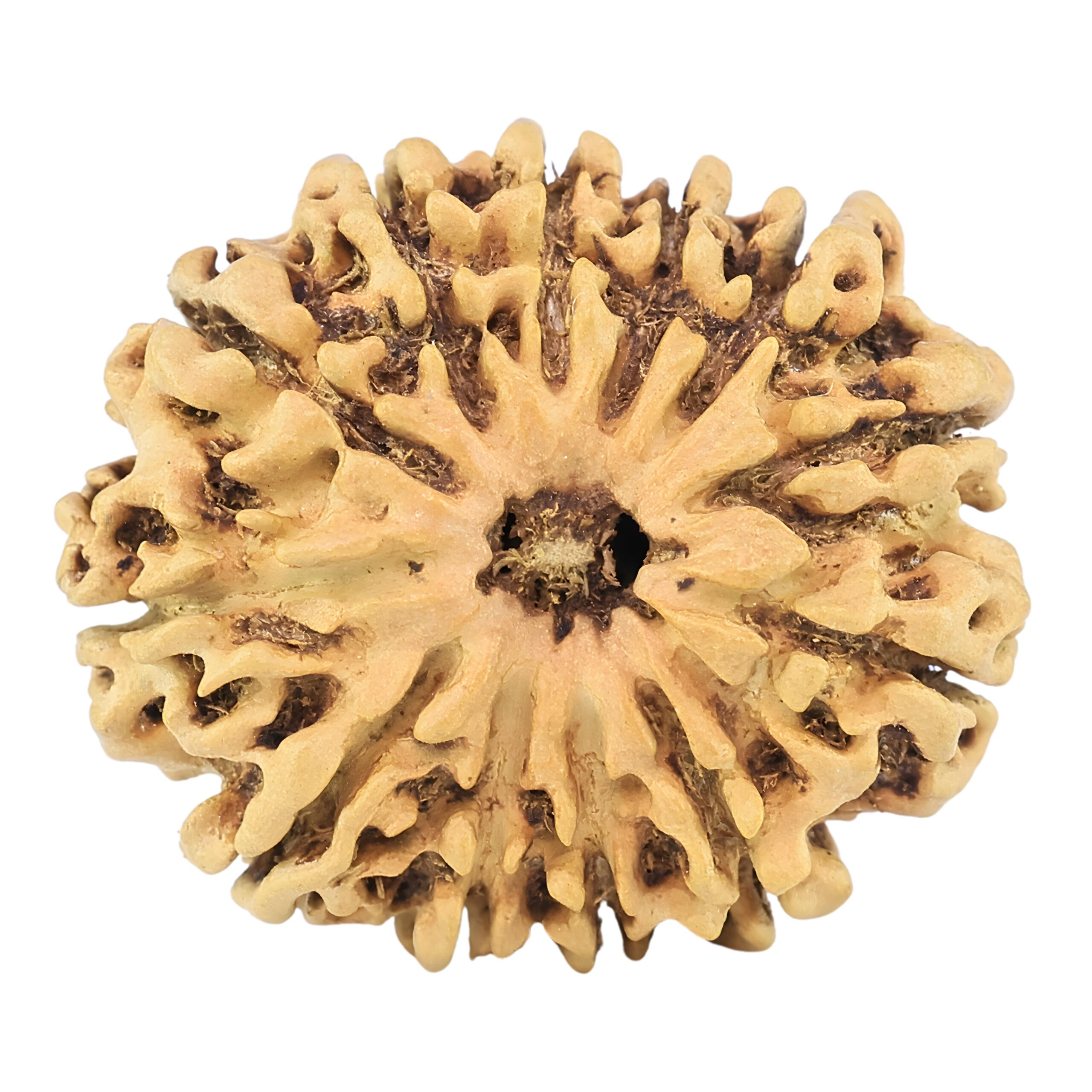 12 Mukhi Rudraksha 27.2mm 2.77gm - Rudraksha