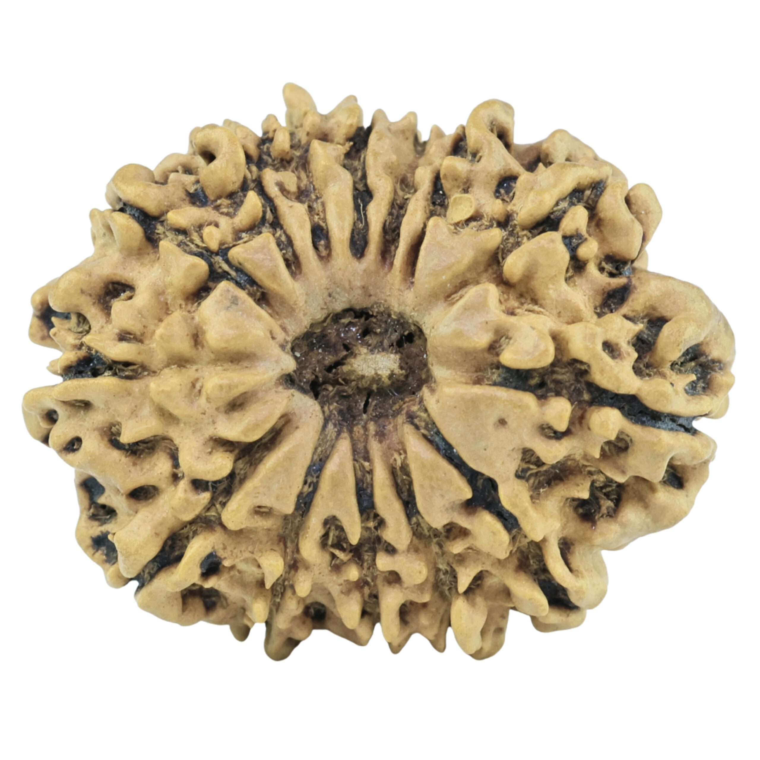 14 Mukhi Rudraksha 24.9mm 2.93gm - Rudraksha
