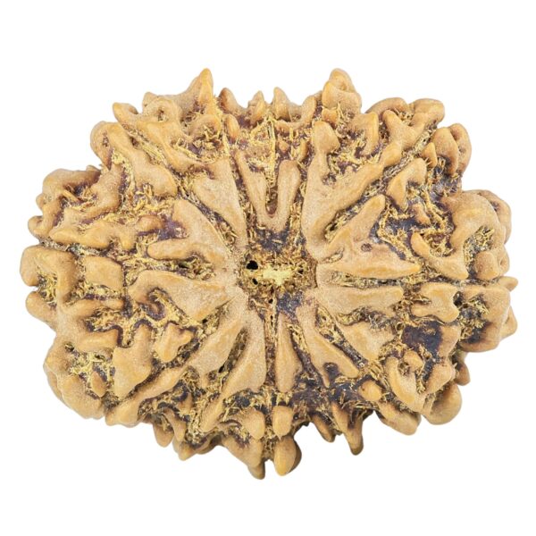 12 Mukhi Rudraksha 29.6mm 5.52gm - Rudraksha