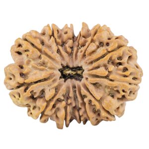 13 Mukhi Rudraksha 33.9mm 7gm - Rudraksha
