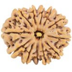 12 Mukhi Rudraksha 31mm 7.62gm - Rudraksha