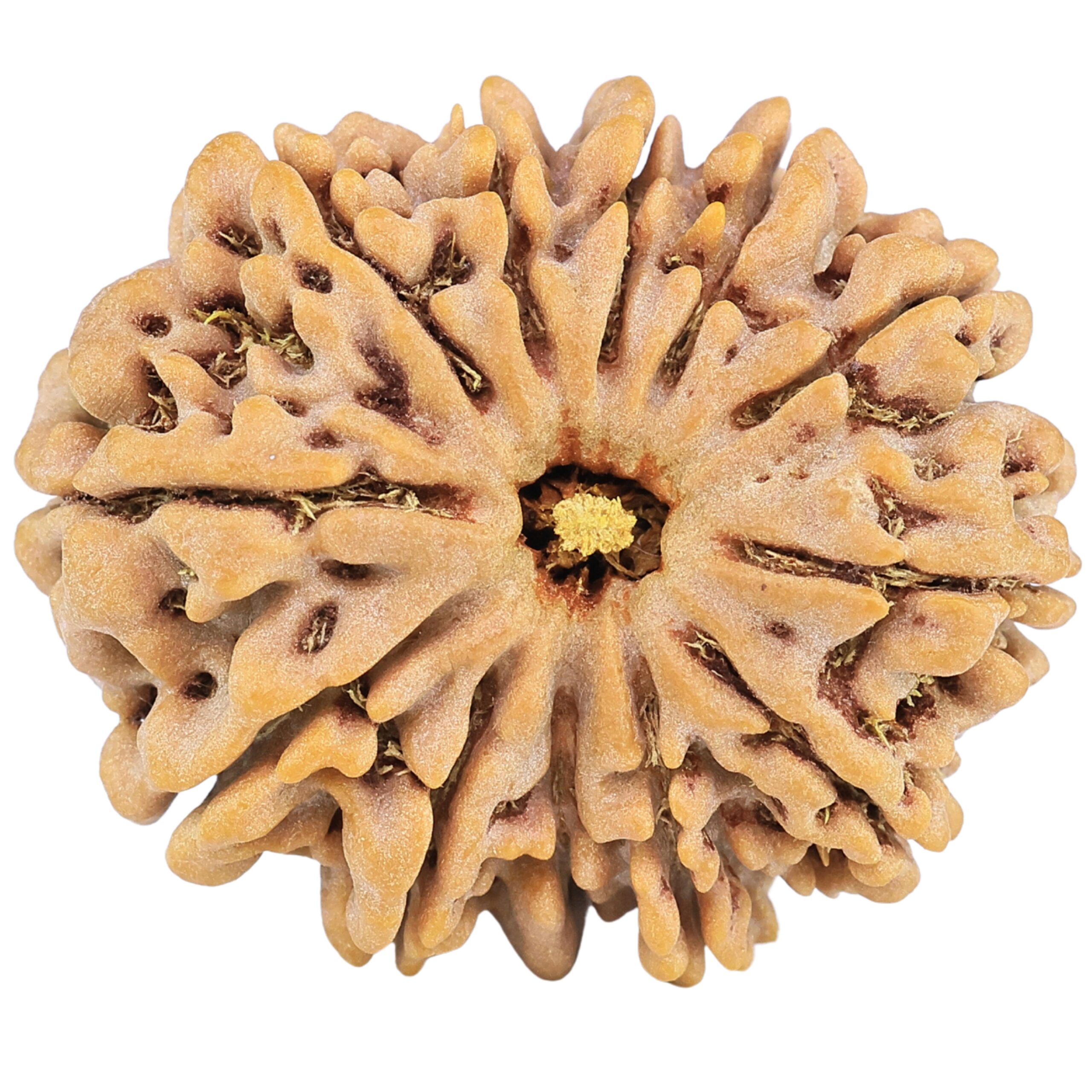 12 Mukhi Rudraksha 31mm 7.62gm - Rudraksha