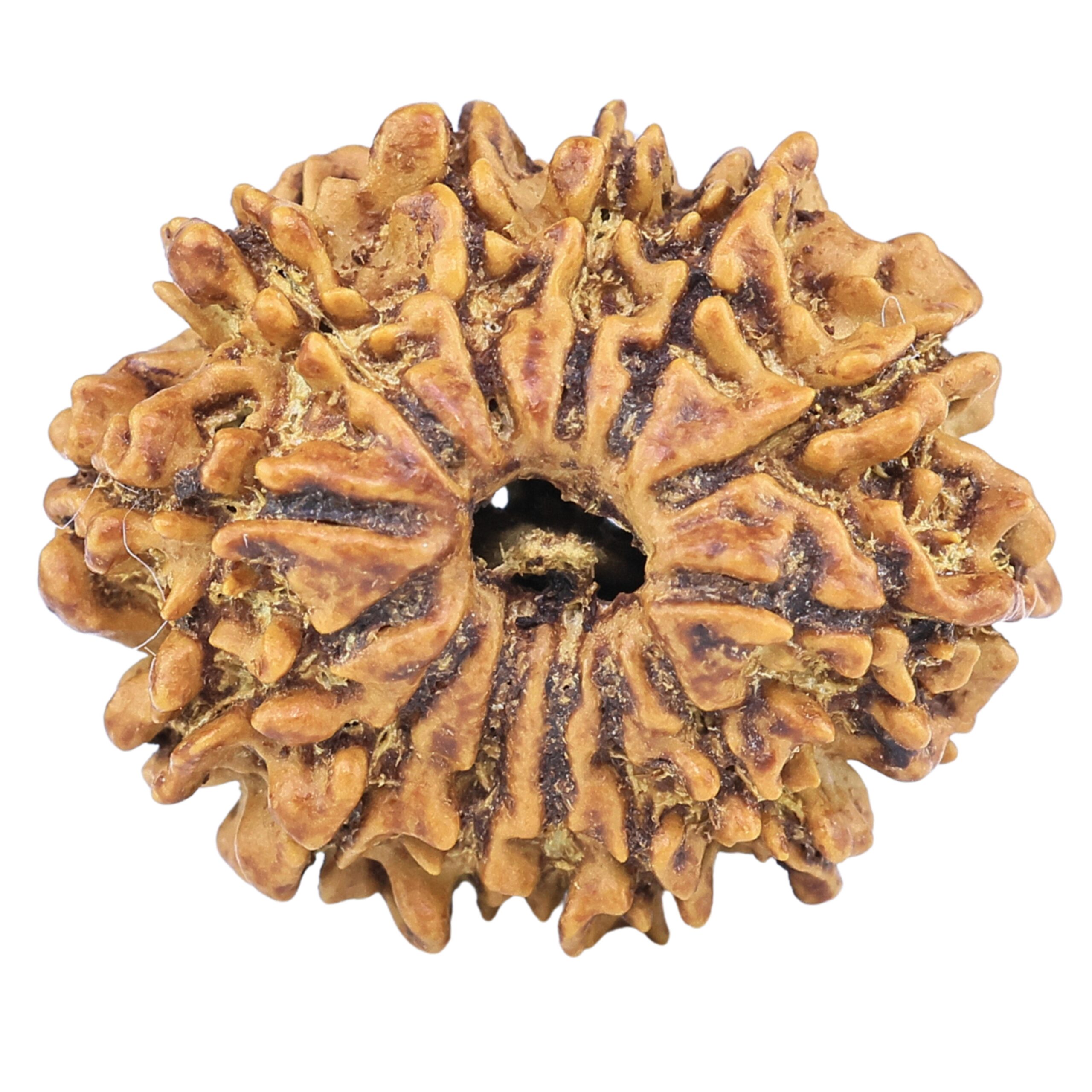 13 Mukhi Rudraksha 22.5mm 2.38gm - Rudraksha