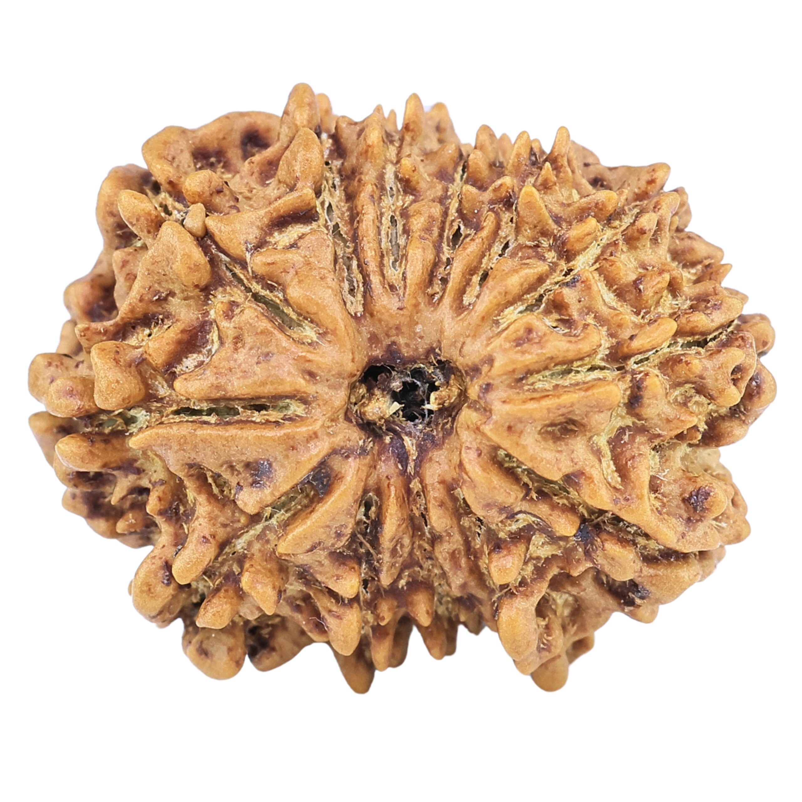 13 Mukhi Rudraksha 23.6mm 2.82gm - Rudraksha