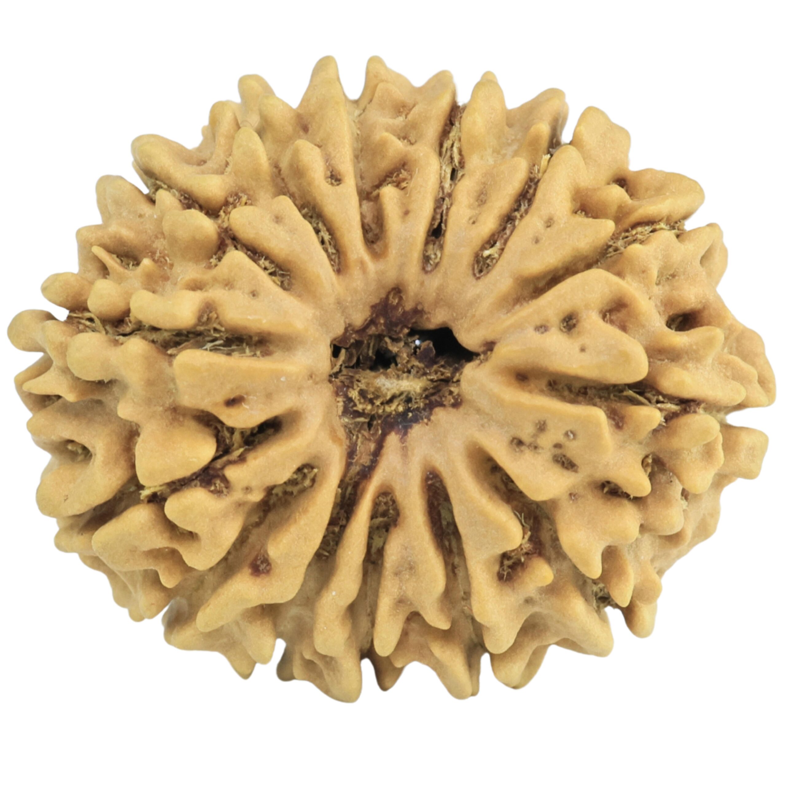 14 Mukhi Rudraksha 24.4mm 2.91gm - Rudraksha