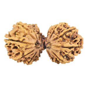13 Mukhi Gaurishankar 38.9mm 5.74gm - Rudraksha