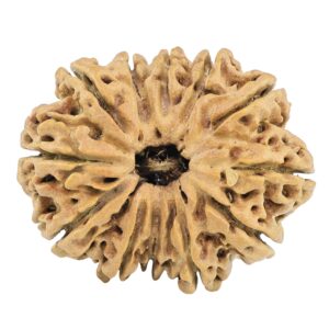 12 Mukhi Rudraksha 32.2mm 4.89gm - Rudraksha