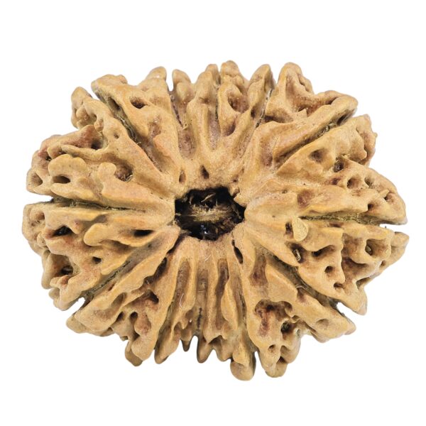 12 Mukhi Rudraksha 32.2mm 4.89gm - Rudraksha