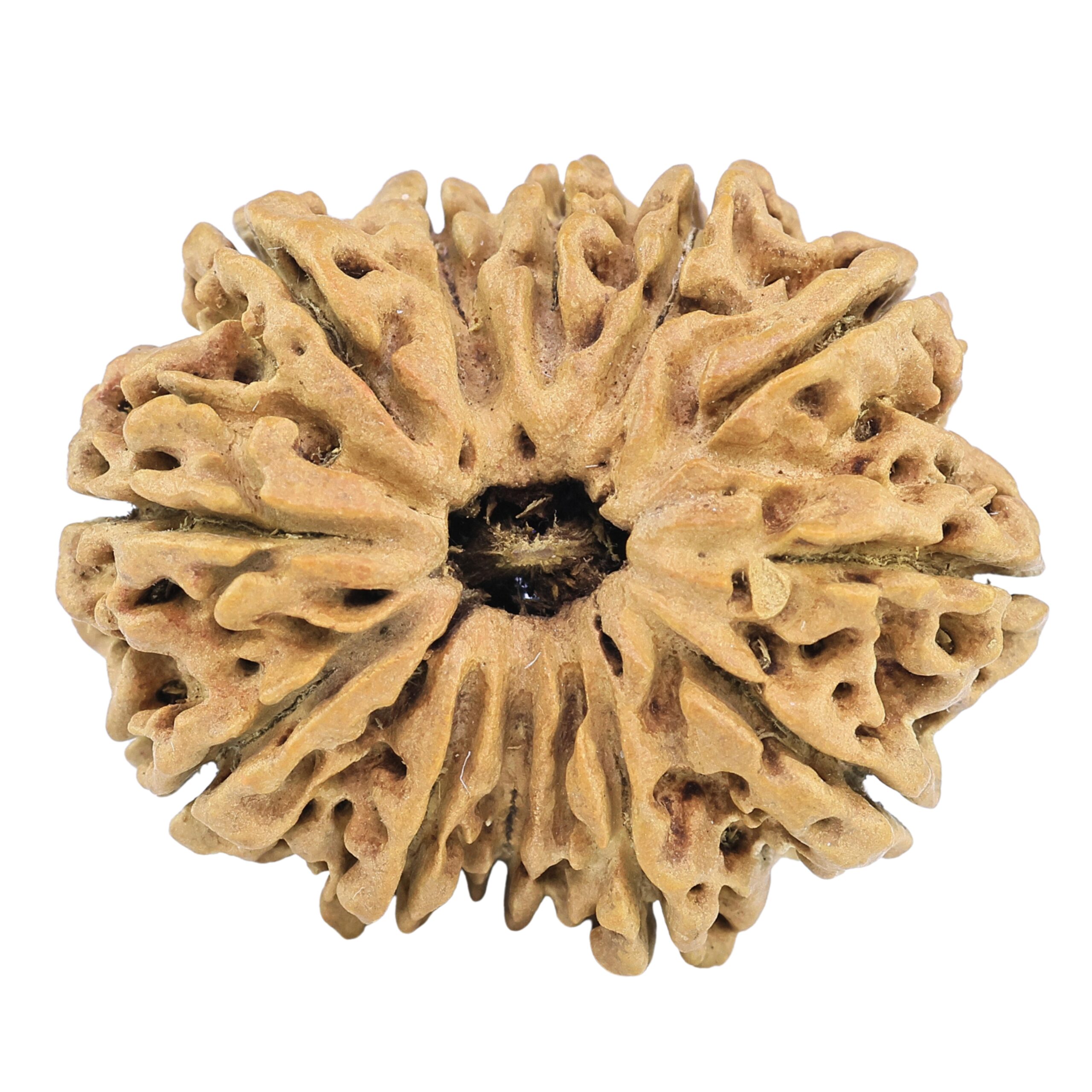12 Mukhi Rudraksha 32.2mm 4.89gm - Rudraksha