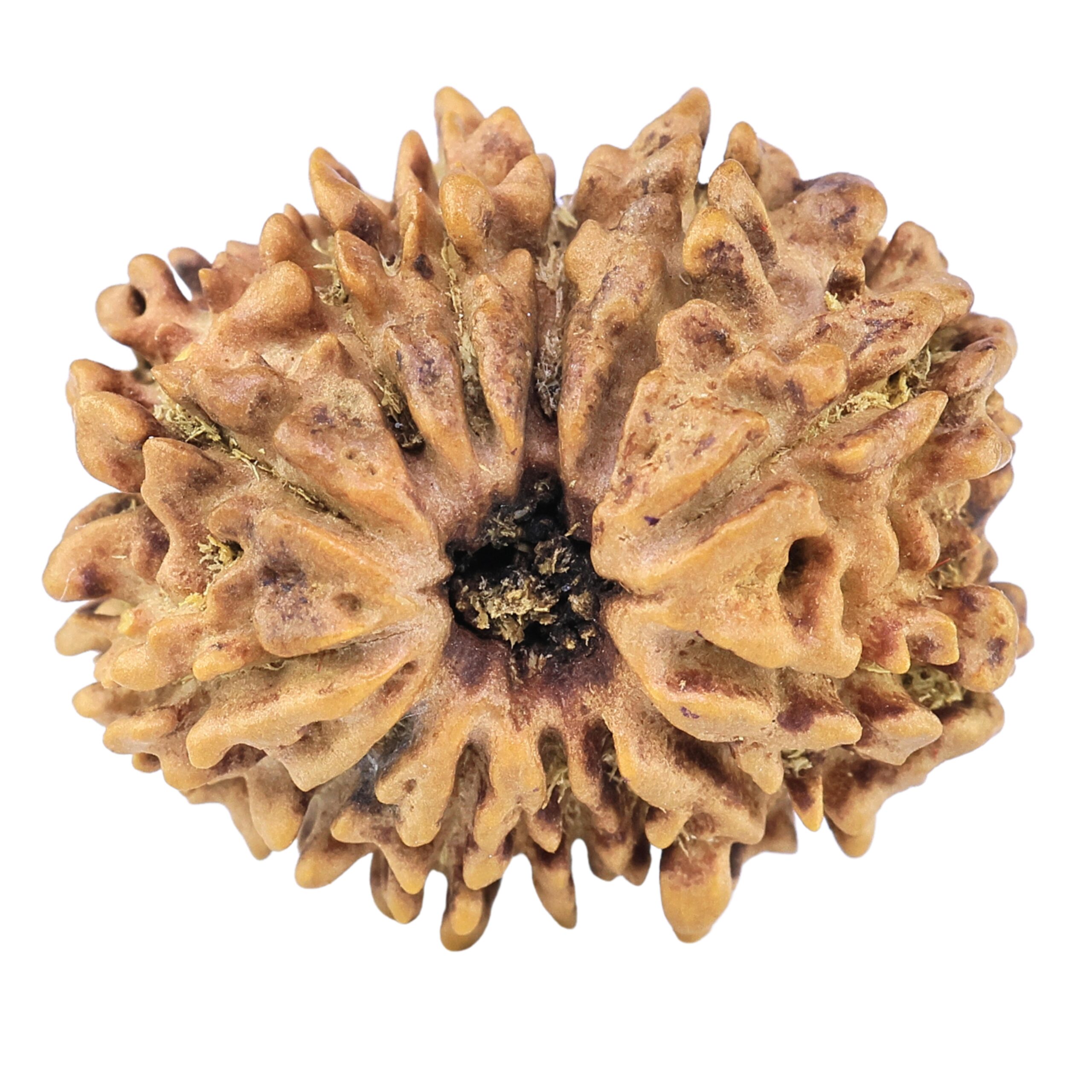13 Mukhi Rudraksha 23.4mm 3.25gm - Rudraksha