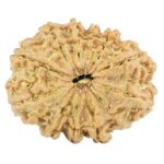 12 Mukhi Rudraksha 27.4mm 4.11gm - Rudraksha