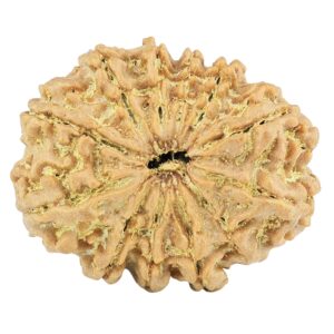 12 Mukhi Rudraksha 27.4mm 4.11gm - Rudraksha