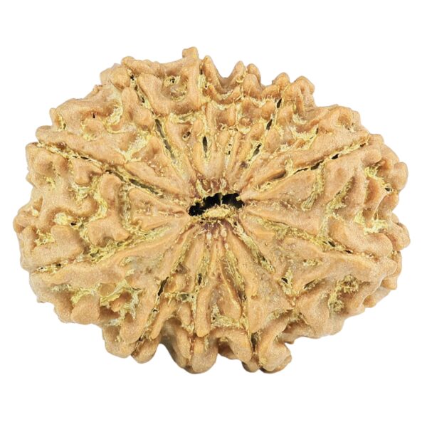12 Mukhi Rudraksha 27.4mm 4.11gm - Rudraksha