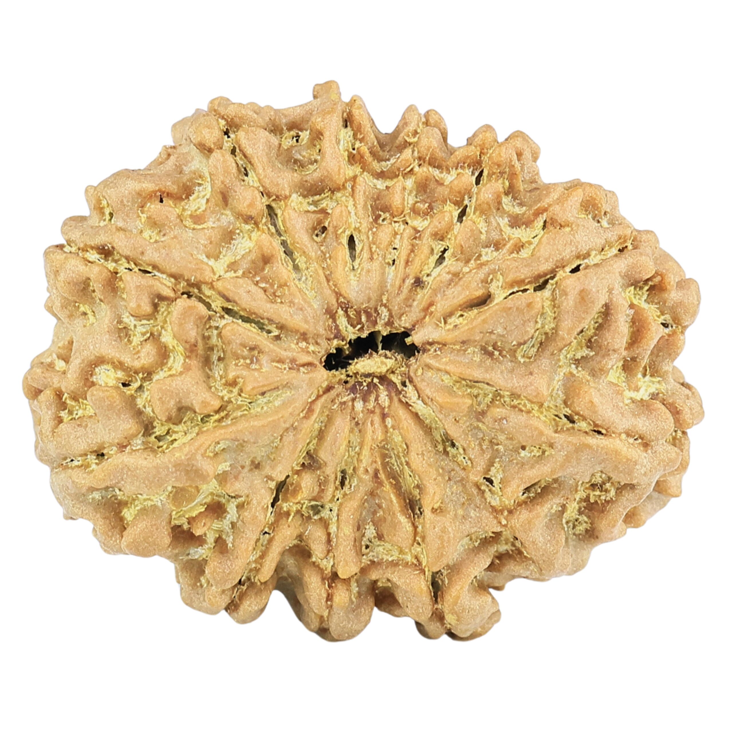 12 Mukhi Rudraksha 27.4mm 4.11gm - Rudraksha