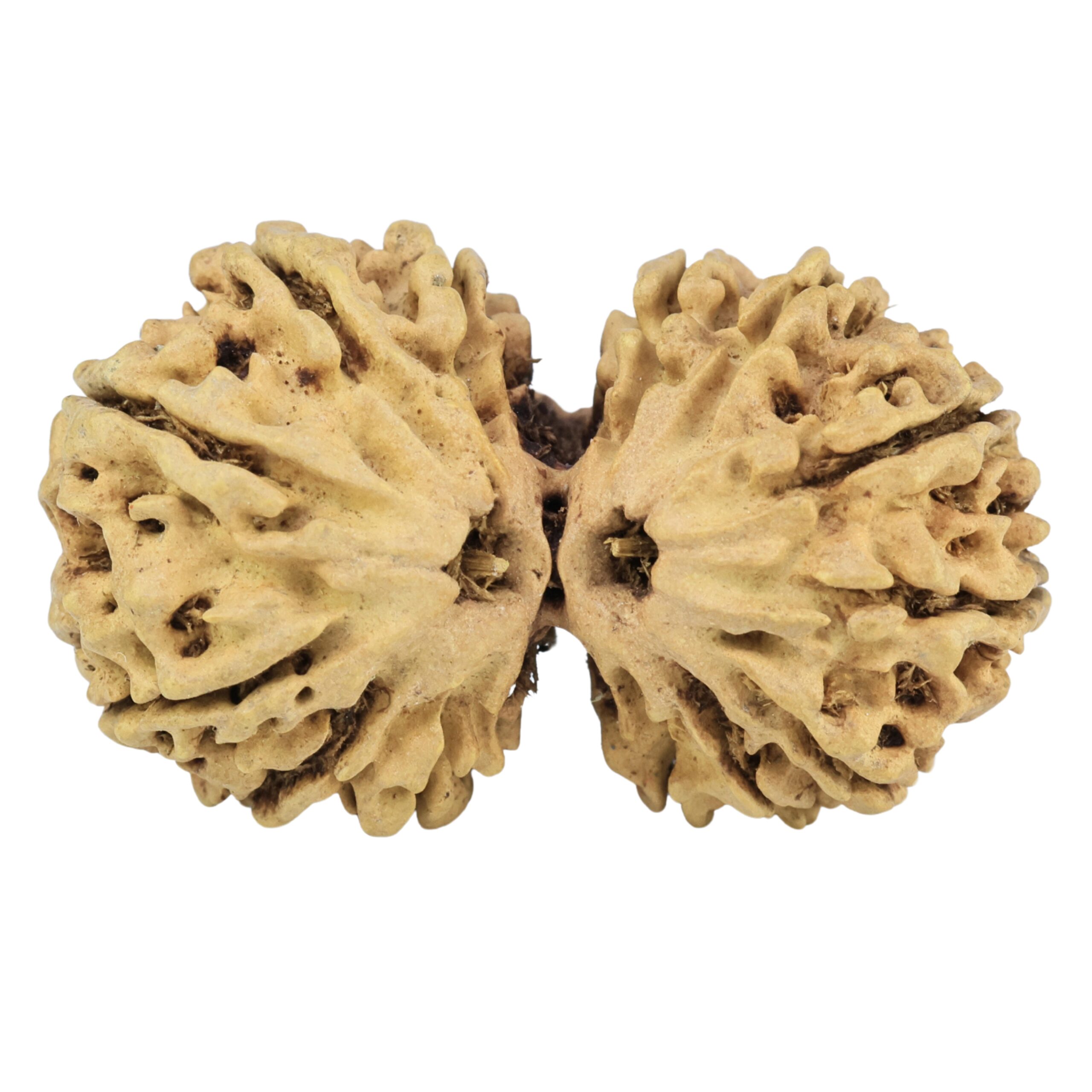 14 Mukhi Gaurishankar 35.6mm 3.25gm - Rudraksha