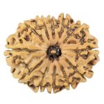 12 Mukhi Rudraksha 26.8mm 3.58gm - Rudraksha
