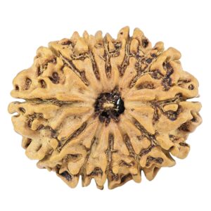 12 Mukhi Rudraksha 26.8mm 3.58gm - Rudraksha