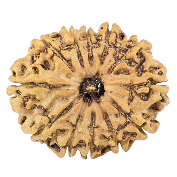 12 Mukhi Rudraksha 26.8mm 3.58gm - Rudraksha