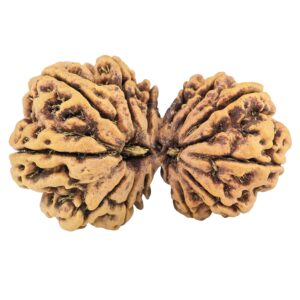 13 Mukhi Gaurishankar 38.4mm 6.92gm - Rudraksha