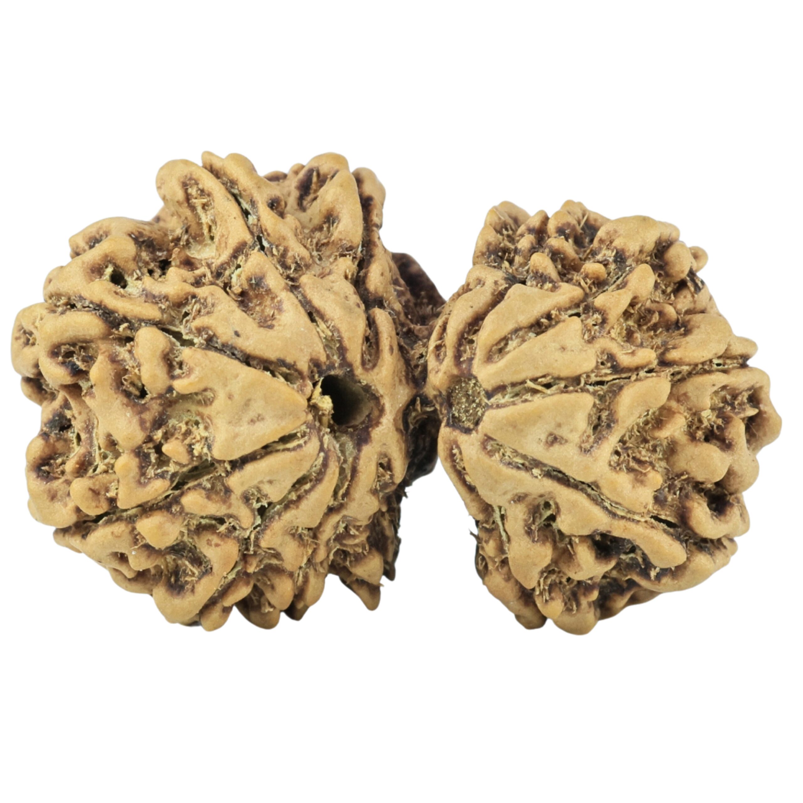 14 Mukhi Gaurishankar 29.2mm 3.44gm - Rudraksha