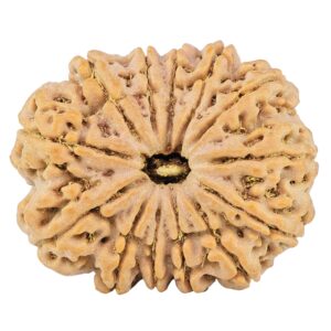 13 Mukhi Rudraksha 32mm 7.88gm - Rudraksha