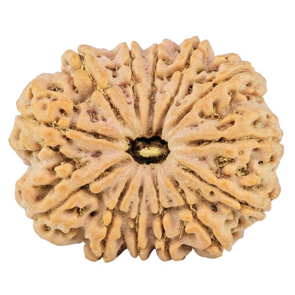 13 Mukhi Rudraksha 32mm 7.88gm - Rudraksha