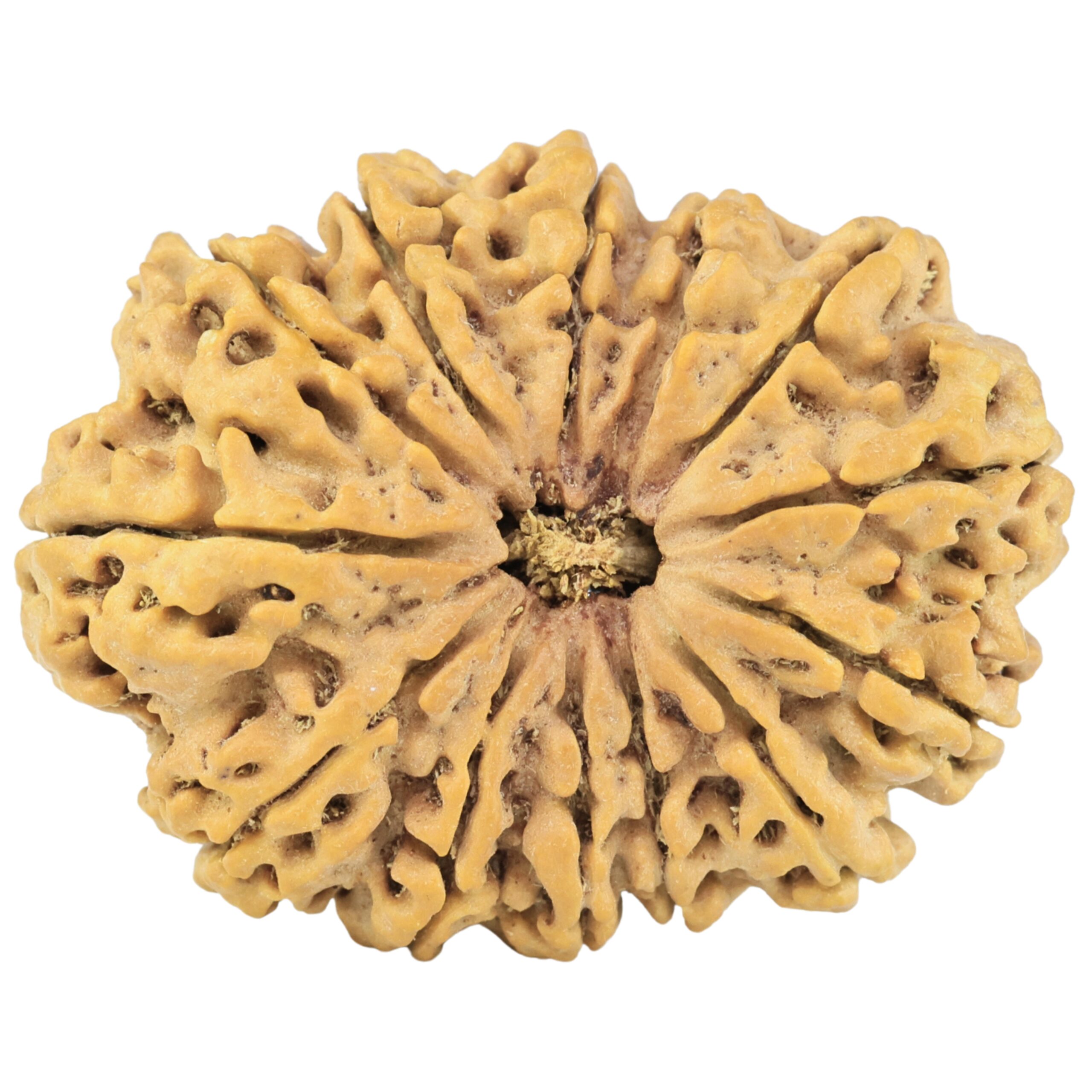 13 Mukhi Rudraksha 34.8mm 7.78gm - Rudraksha
