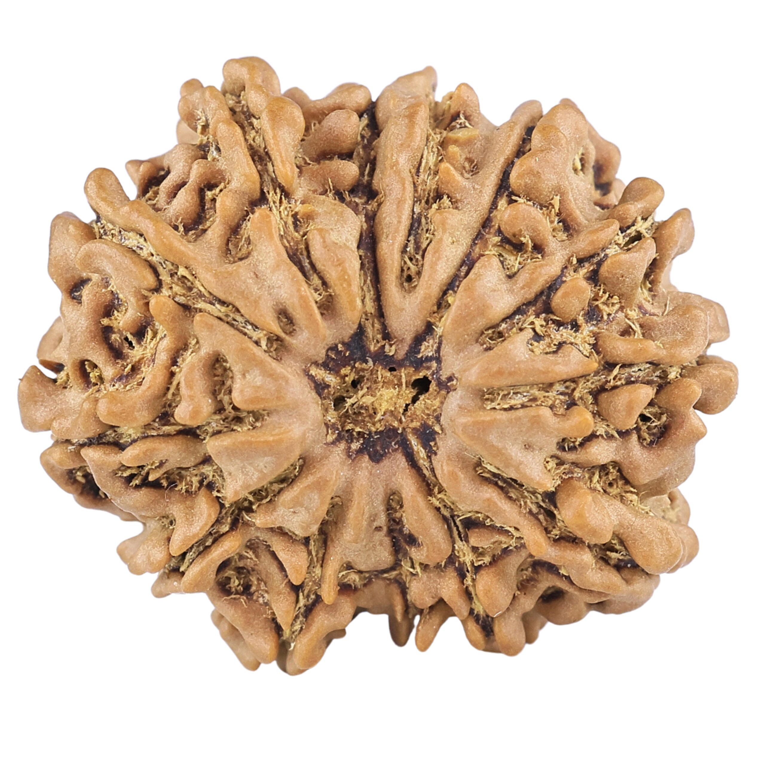 13 Mukhi Rudraksha 23.5mm 3gm - Rudraksha