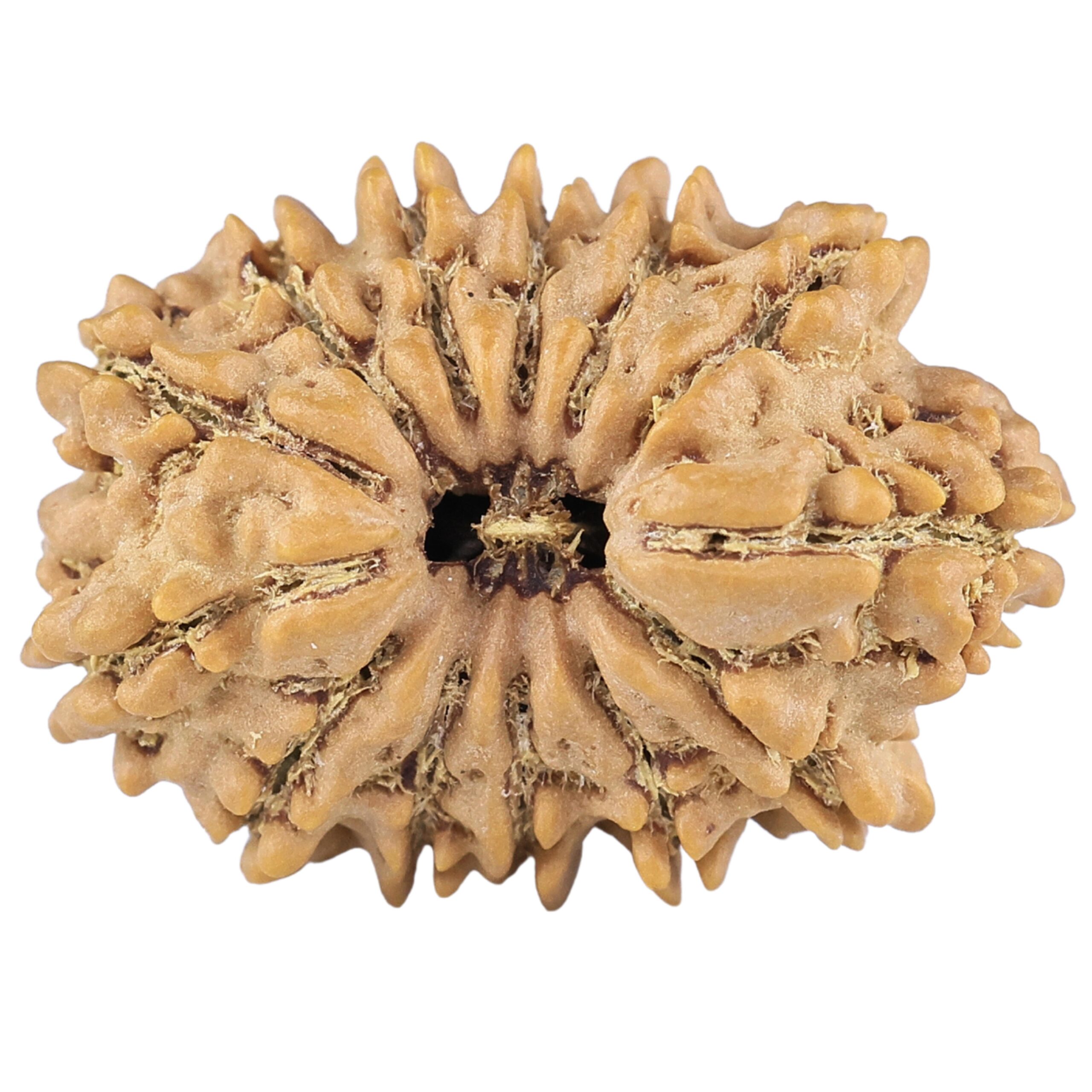 13 Mukhi Rudraksha 21.1mm 2gm - Rudraksha